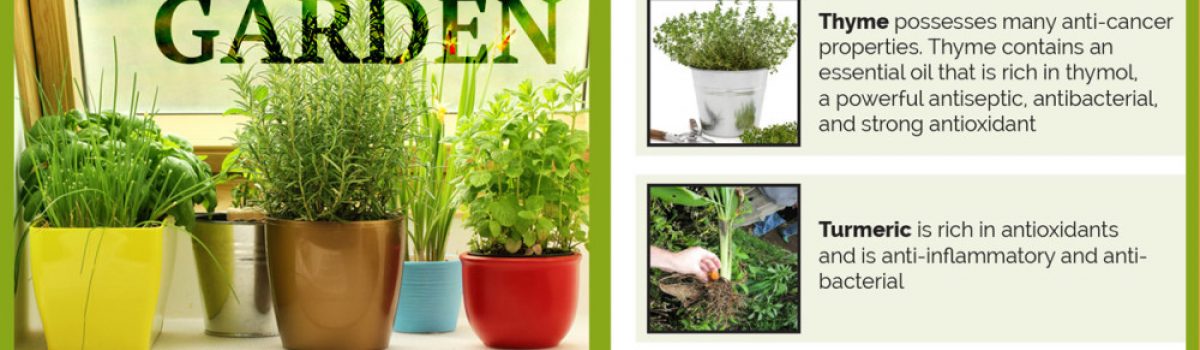 Window-sill Herb Garden – Top 12 Herbs that help fight Cancer and for Everyday Health